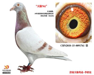 【魯道克拉森】-濟南市特比環參賽鴿