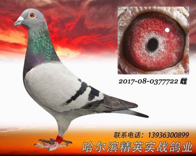 公棚鴿王冠軍X2016年春北京公棚決賽總冠軍