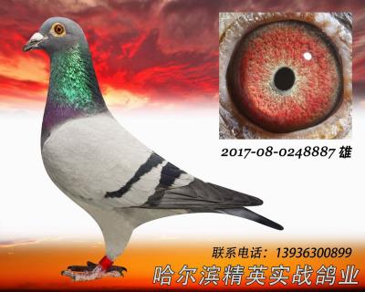2016年春北京公棚決賽總冠軍平輩