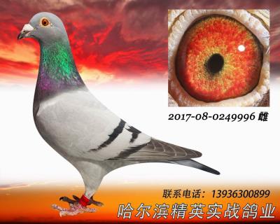 哈爾濱14年五關、13年六關冠軍全平輩