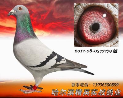 哈爾濱2014年秋五關特比總冠軍直女