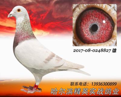 2016年秋哈爾濱鴻達俱樂部暗插冠軍平輩
