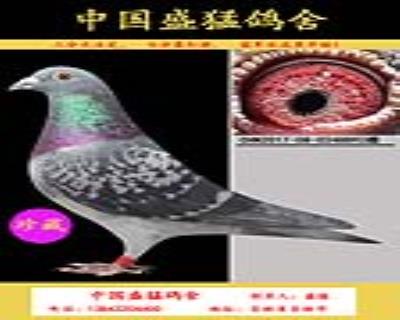 詹森原環回血平輩作育冠軍多羽,真實