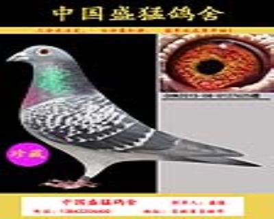 黑龍江肇源賽鴿公棚決賽29名