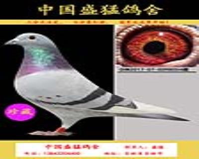2羽吉林克斯雌鴿一起出售,配奶酪