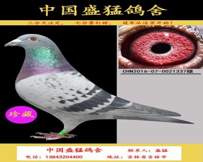 奶酪第一配對孫代2000一羽