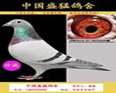 奶酪回血雌配,黃金配對。