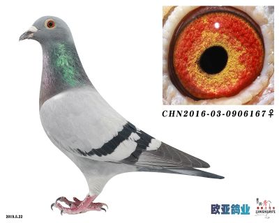 东方不败桑杰士