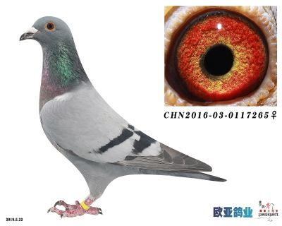 东方不败桑杰士