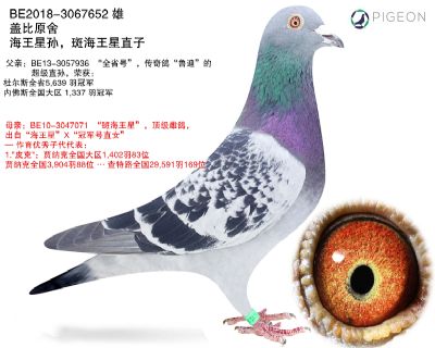 海王星直孙