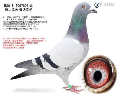 鲁迪直子