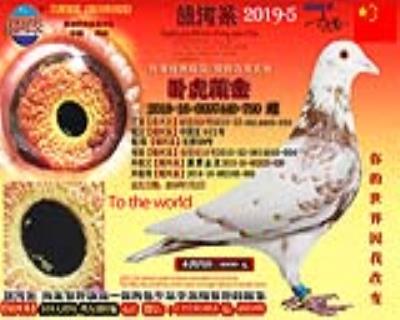 《卧虎藏金 》银河系《中国龙002号孙女》