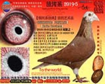 银河系双雄【印度兄弟】053号