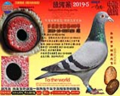 多系杂交种赛鸽456号