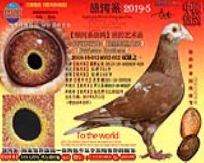 银河系双雄【巴基斯坦兄弟】052号