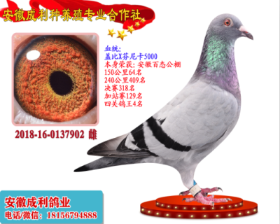 四关鸽王4名