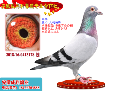 预赛44名,决赛247名,双关鸽王32名
