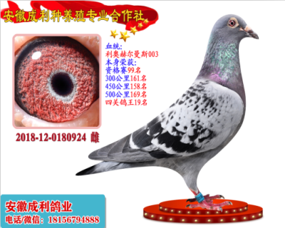四关鸽王19名