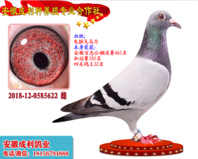 四关鸽王32名