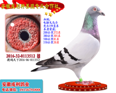 550公里20名