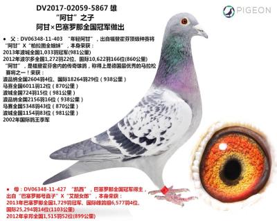 冠军之子-阿甘