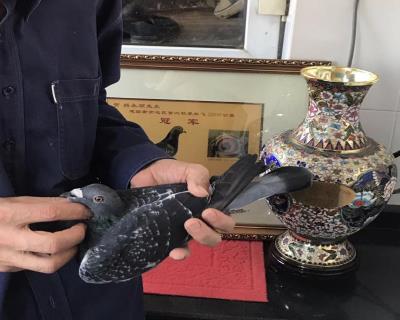 南京市2000公里季军配远征金母