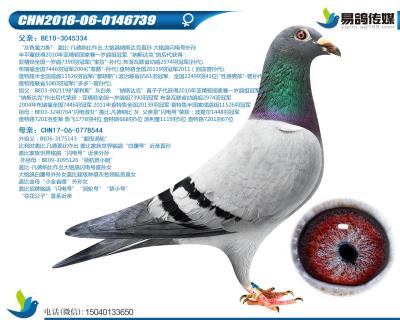 盖比-闪电小姐739