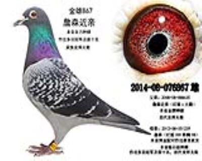 金牌种雄