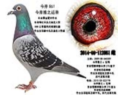 金牌种雌