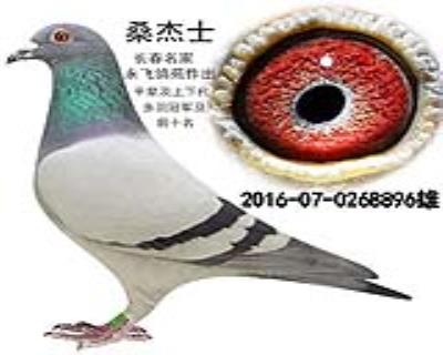 桑杰士