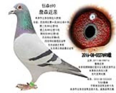 冠军平辈