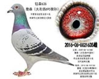 大名鸽695曾孙