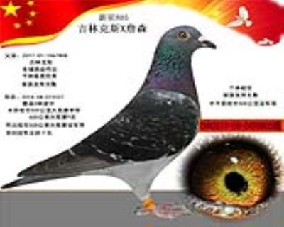 吉林克斯