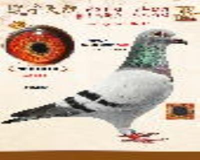 500公里季军