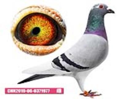 吉林克斯-格斗小姐977