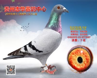 贵州志华决赛7名