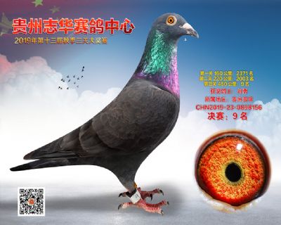 贵州志华决赛9名