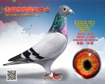 贵州志华决赛14名