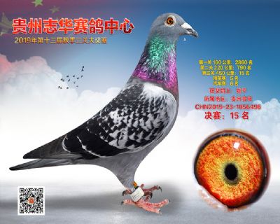 贵州志华决赛15名