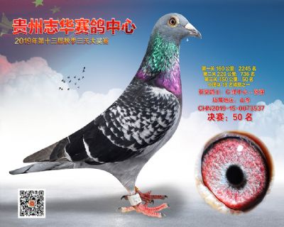 贵州志华决赛50名