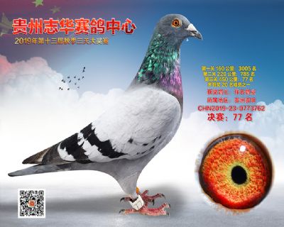 贵州志华决赛77名