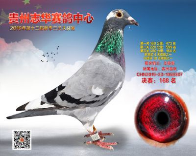 贵州志华决赛168名