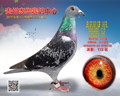 贵州志华决赛172名