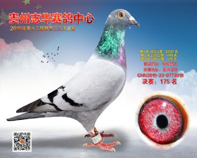 贵州志华决赛175名