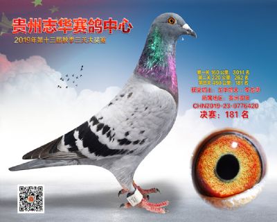 贵州志华决赛181名