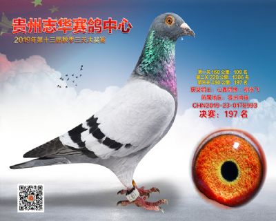 贵州志华决赛197名
