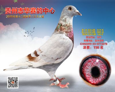 贵州志华决赛198名