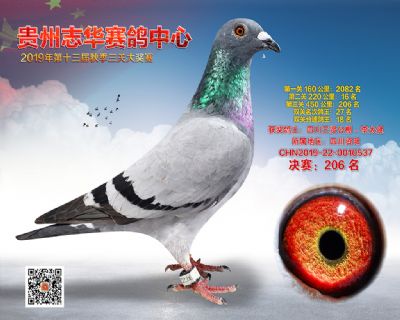贵州志华决赛206名