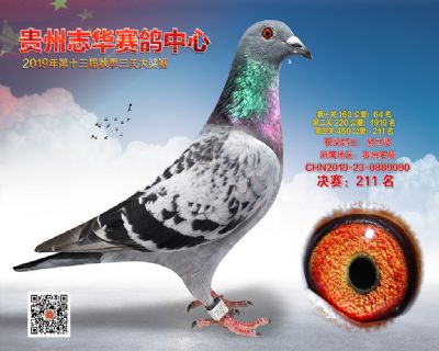 贵州志华决赛211名