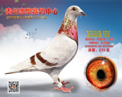 贵州志华决赛213名